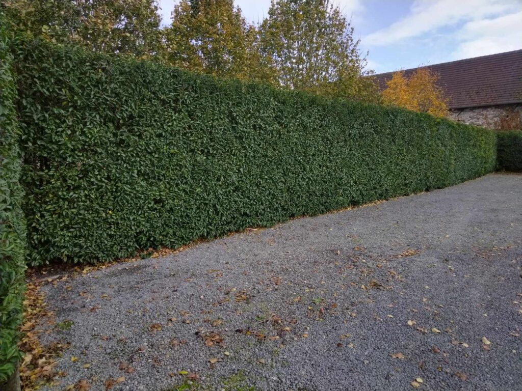 HAIE PERSISTANTE