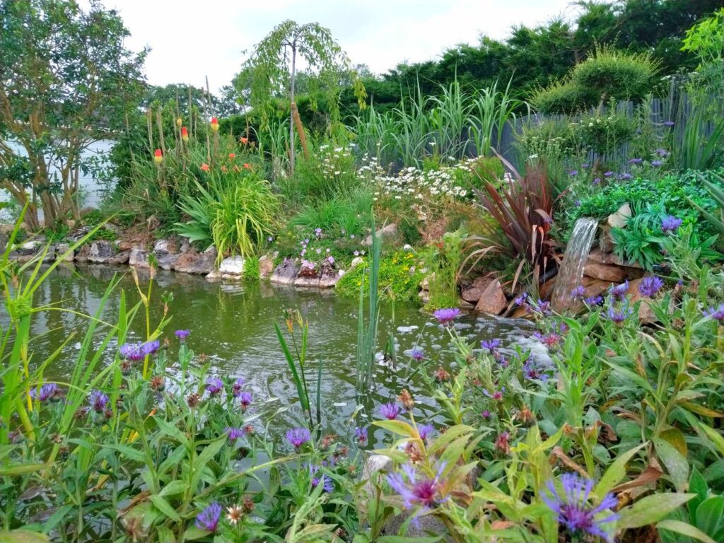 bassin-naturel-jardin-plantes-aquatiques