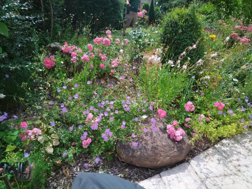 massif-fleuri-rosiers-jardin-naturel